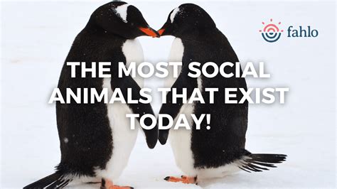 m4ufree social animals